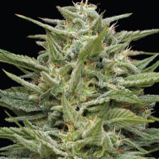 Humboldt Seed Co - Hella Jelly