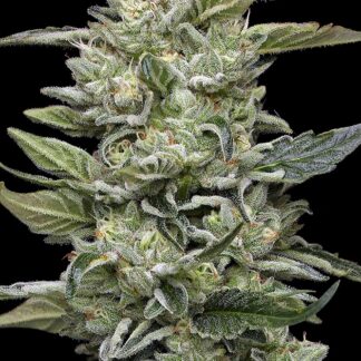 Humboldt Seed Co - Honey Bear