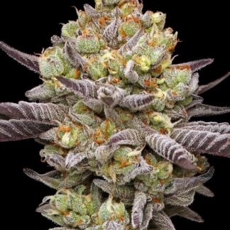 Humboldt Seed Co.
Hyper Za