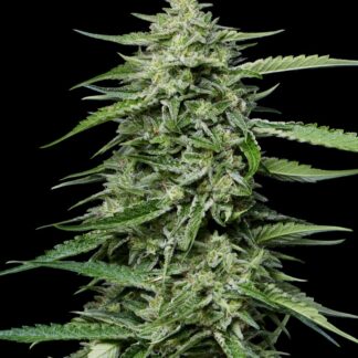 Humboldt Seed Co - Blueberry Honey