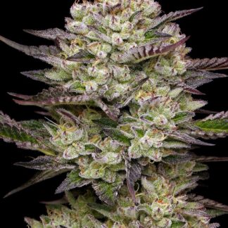 Humboldt Seed Co - Puff Pastry