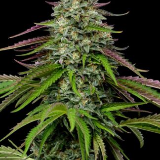 Humboldt Seed Co - Garlic Budder (Auto)