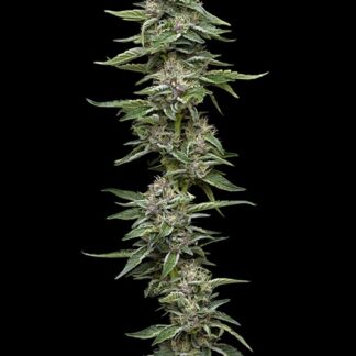 Humboldt Seed Co - Garlic Budder