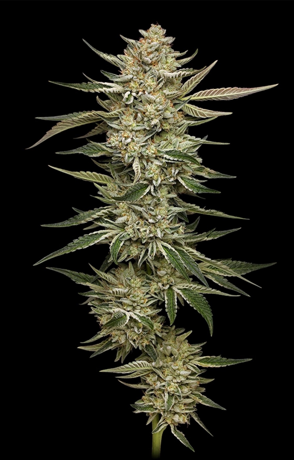 Humboldt Seed Co - OG Triploid (Auto) - Imagen 2