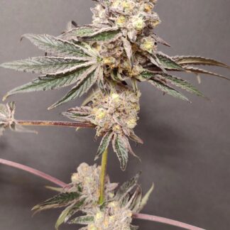 Seeds of Anarchy - Slurpicle