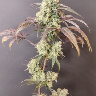 Seeds of Anarchy - Gorgon