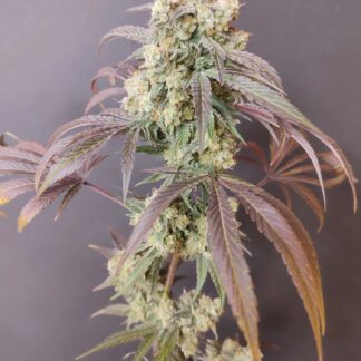 Spice of Life Seeds - Sweet Pink Grapefruit ( Derivative Edition )
