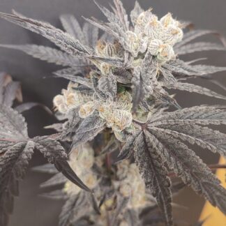 Seeds of Anarchy - Naughty Dawg