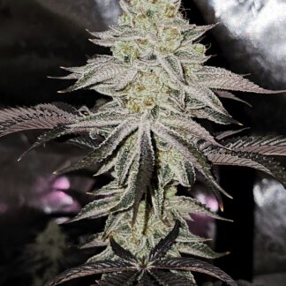 In House Genetics - Platinum Zushi