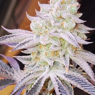 In House Genetics - Aurelium