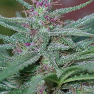 Ace Seeds - Panama (fem)