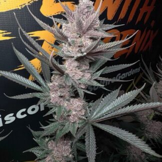 Solfire Gardens - The Pulp Father