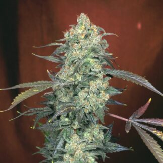 Serious Seeds - AK-47 (fem)