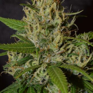 Ace Seeds - Oaxaca A5 Haze