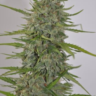 Ace Seeds - Zamaldelica (Auto)