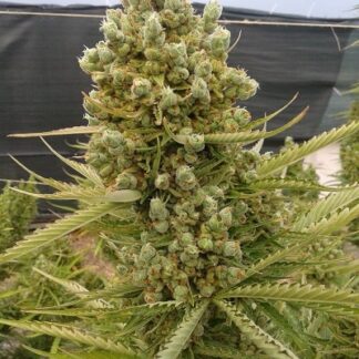 Ace Seeds - Malawi X NL (Auto)