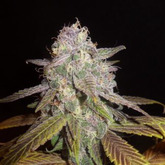 DJ Short - Blueberry F5