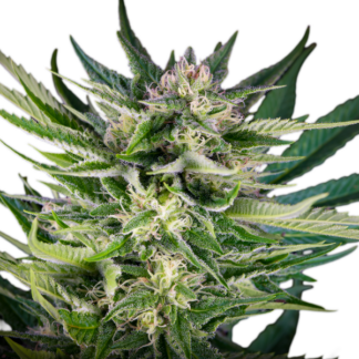 Serious Seeds - Fruity Durban