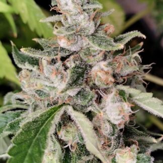 Ace Seeds - African Gas