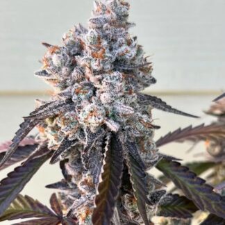 Umami Seed Co - Frostade