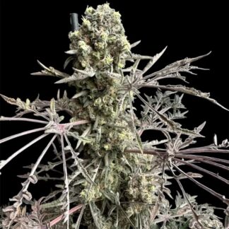 TerpyZ Mutant Genetics - Mentha De Croco Fern BX1 F2