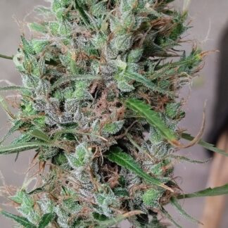 Ace Seeds - Papua New Guinea